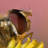 Extreme close-ups of insects